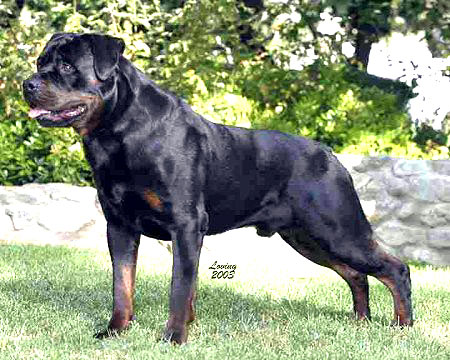 Von sales ruelmann rottweilers